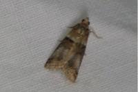 Acrobasis tumidana