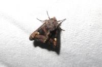 Euplexia lucipara