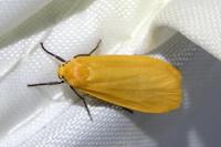 Wittia sororcula