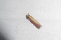 Oncocera semirubella
