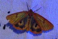 Diacrisia sannio