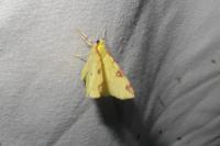 Opisthograptis luteolata