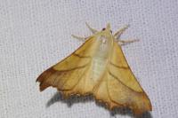 Ennomos fuscantaria