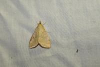 Ostrinia nubilalis