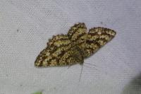 Ematurga atomaria