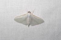Palpita vitrealis