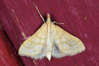 Paracorsia repandalis