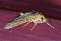 Paracorsia repandalis