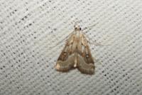 Parapoynx stratiotata