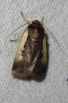 Ochropleura plecta