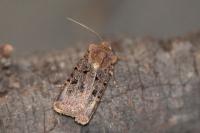 Chersotis rectangula