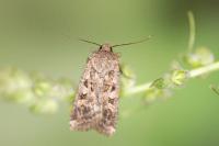Chersotis multangula