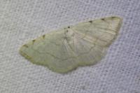 Stegania trimaculata