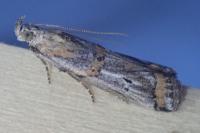 Asalebria florella