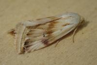Eublemma ostrina