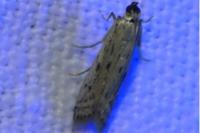 Phycitodes
