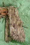 Apamea syriaca