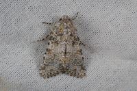 Hadena luteocincta