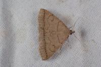 Zanclognatha lunalis