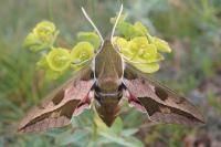 Hyles euphorbiae