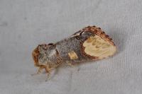 Phalera bucephaloides