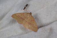 Rhodostrophia calabra