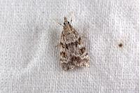 Scoparia