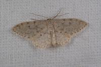 Scopula submutata roseonitens