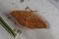 Watsonalla uncinula