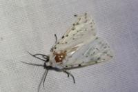 Spilosoma lubricipeda