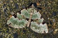Colostygia pectinataria