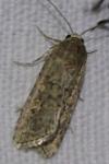Spodoptera exigua