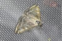 Loxostege sticticalis