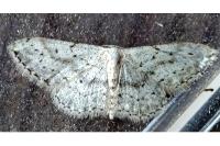 Idaea seriata