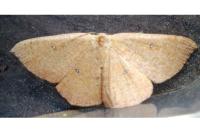 Cyclophora puppillaria