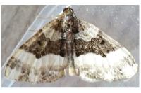 Epirrhoe rivata