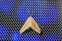 Rhodometra sacraria