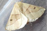 Crocallis elinguaria
