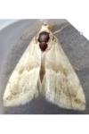 Eublemma parva