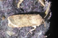 Agrotis segetum