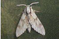 Hyloicus pinastri/maurorum