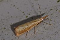 Agriphila straminella