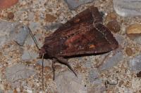 Lacanobia oleracea