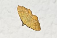 Camptogramma bilineata