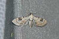 Eupithecia centaureata