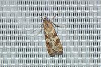 Nomophila noctuella