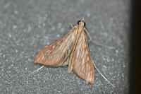 Antigastra catalaunalis