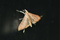 Antigastra catalaunalis
