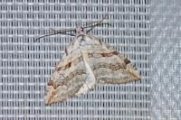 Aplocera efformata/plagiata