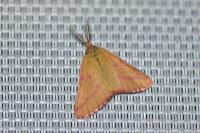 Lythria purpuraria